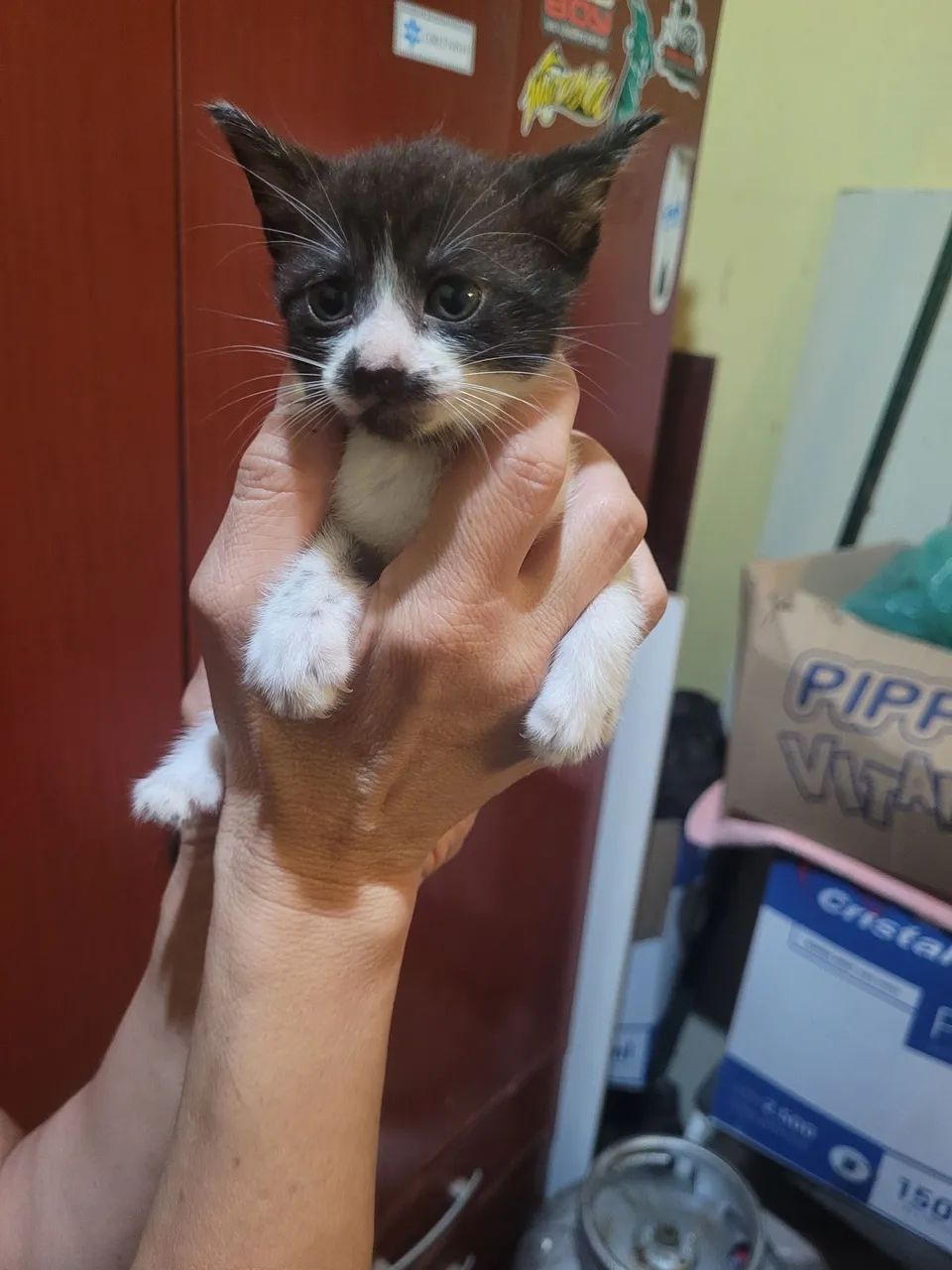 Lindos gatinhos  - Foto 2