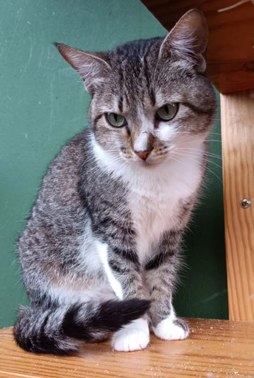 Doação de lindas gatinhas 