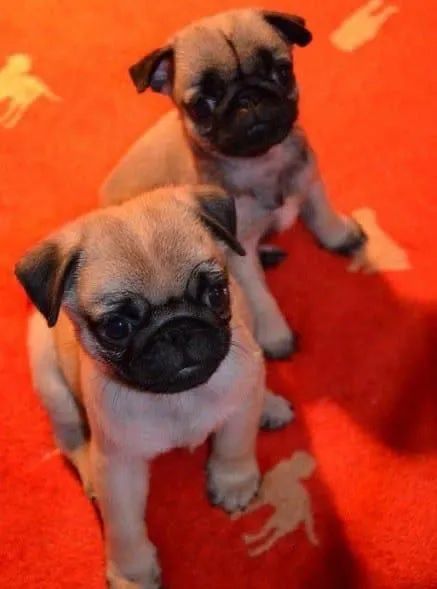 Pug o presente mais divertido para seu amor