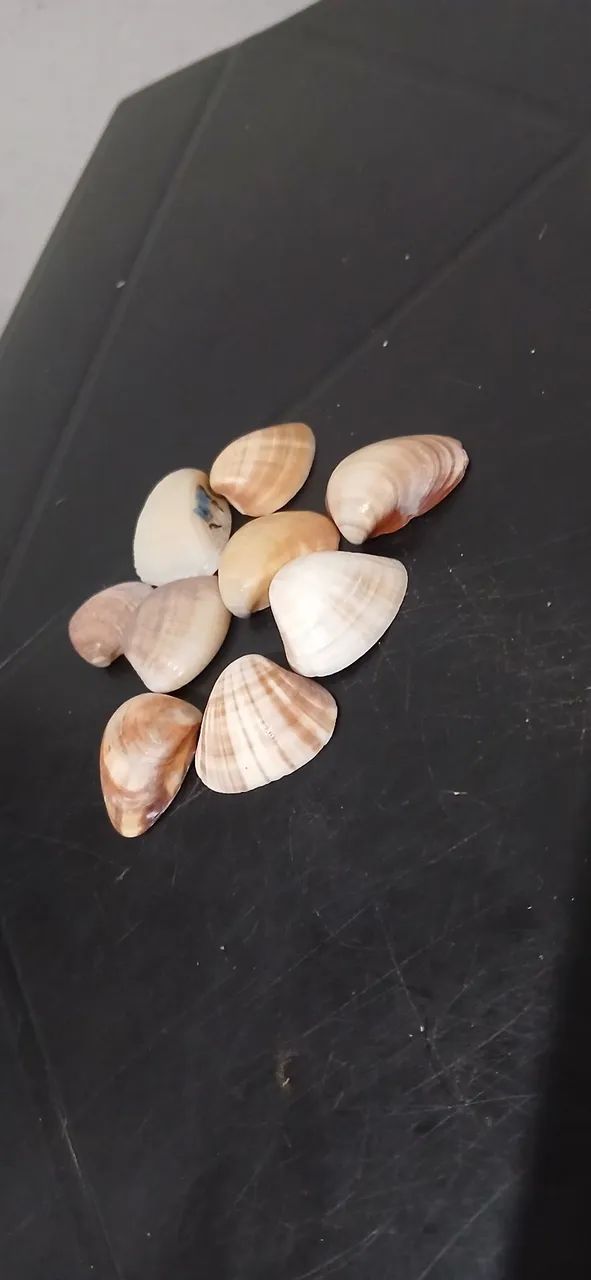 Conchas do mar verdadeira  - Foto 5