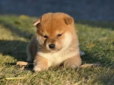 Shiba Inu - Foto 2