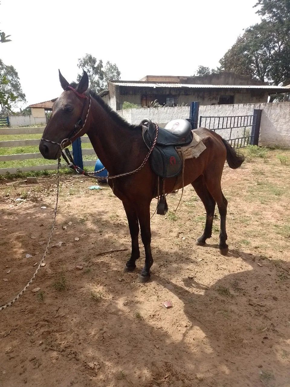 Vende-se potro - Foto 6