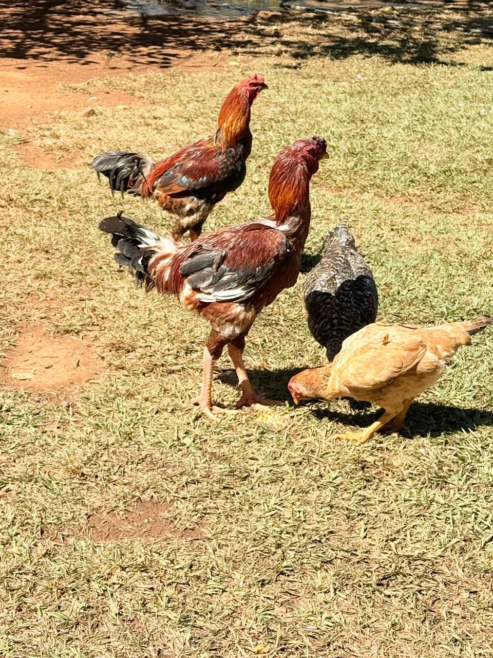 Pintinhos  - Foto 4