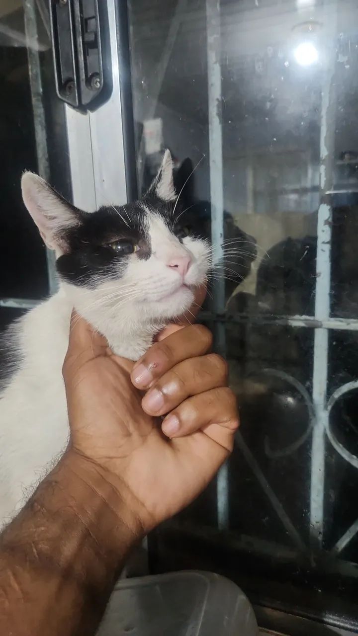 Cuidador e passeador de animais. - Foto 4