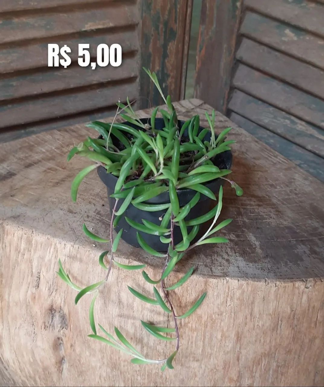 Suculentas  - Foto 4
