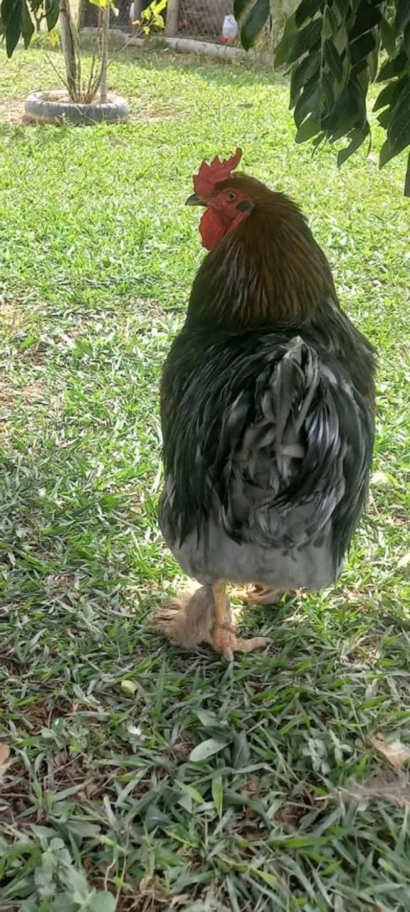 Vendo galinha e galo Brahma - Foto 2