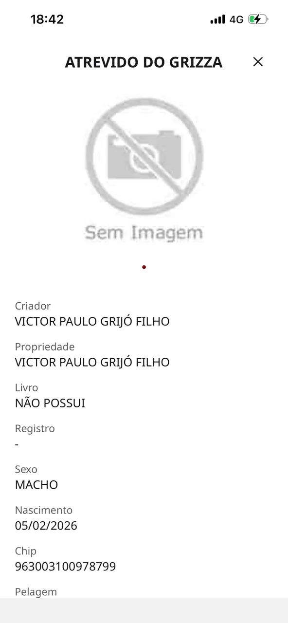 Potro Mangalarga Marchador Registrado - Foto 3