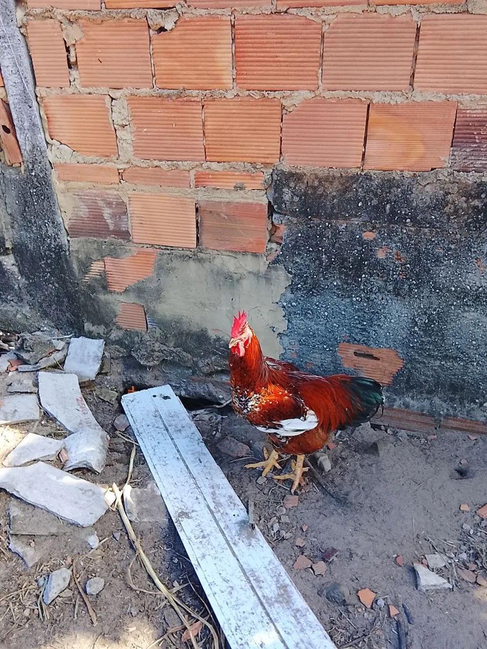Vendo Frango GSB, Mil flores. - Foto 2