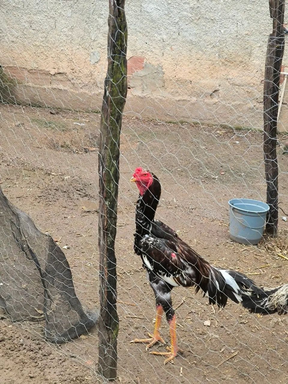  Brahma lite  - Foto 4