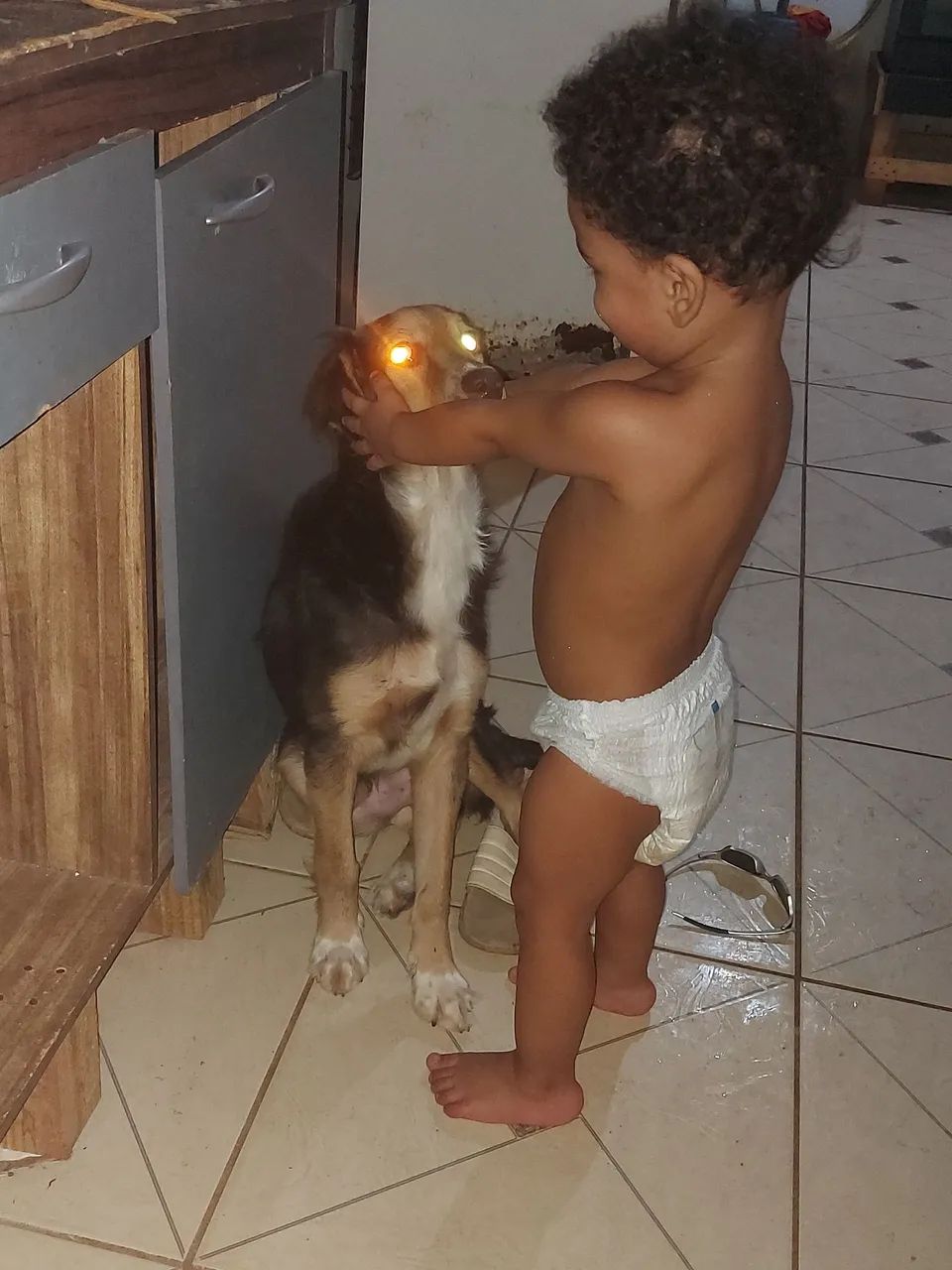 Adoção responsável  - Foto 2