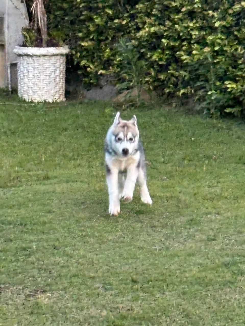 Filhote husky  - Foto 4