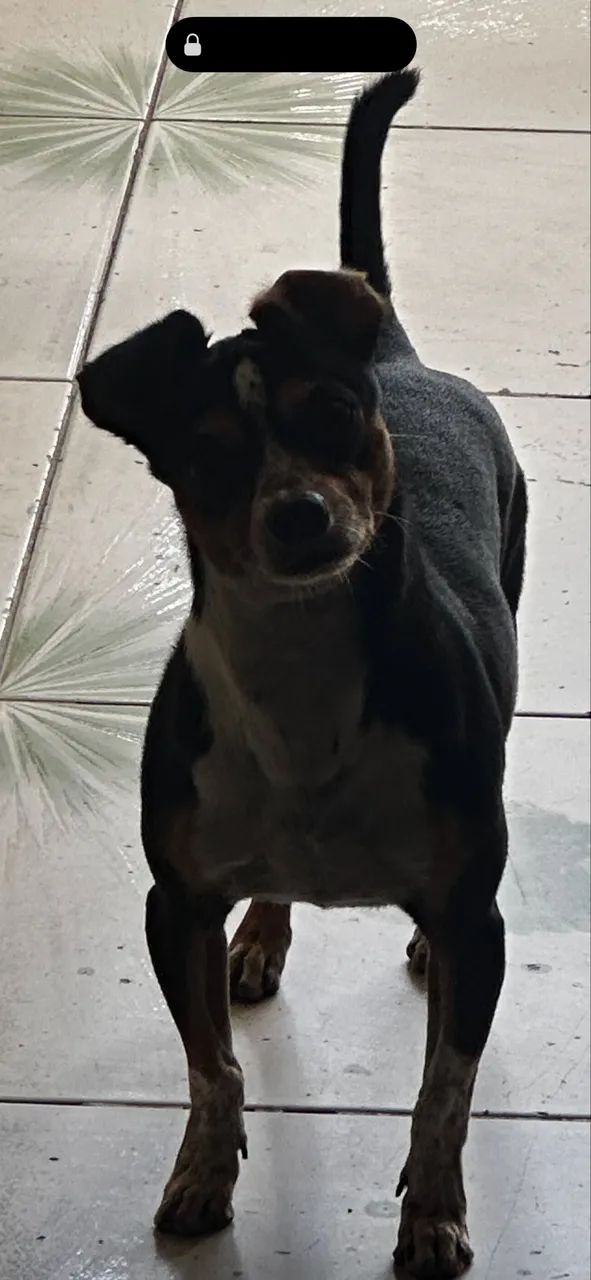 Pety - Foto 3