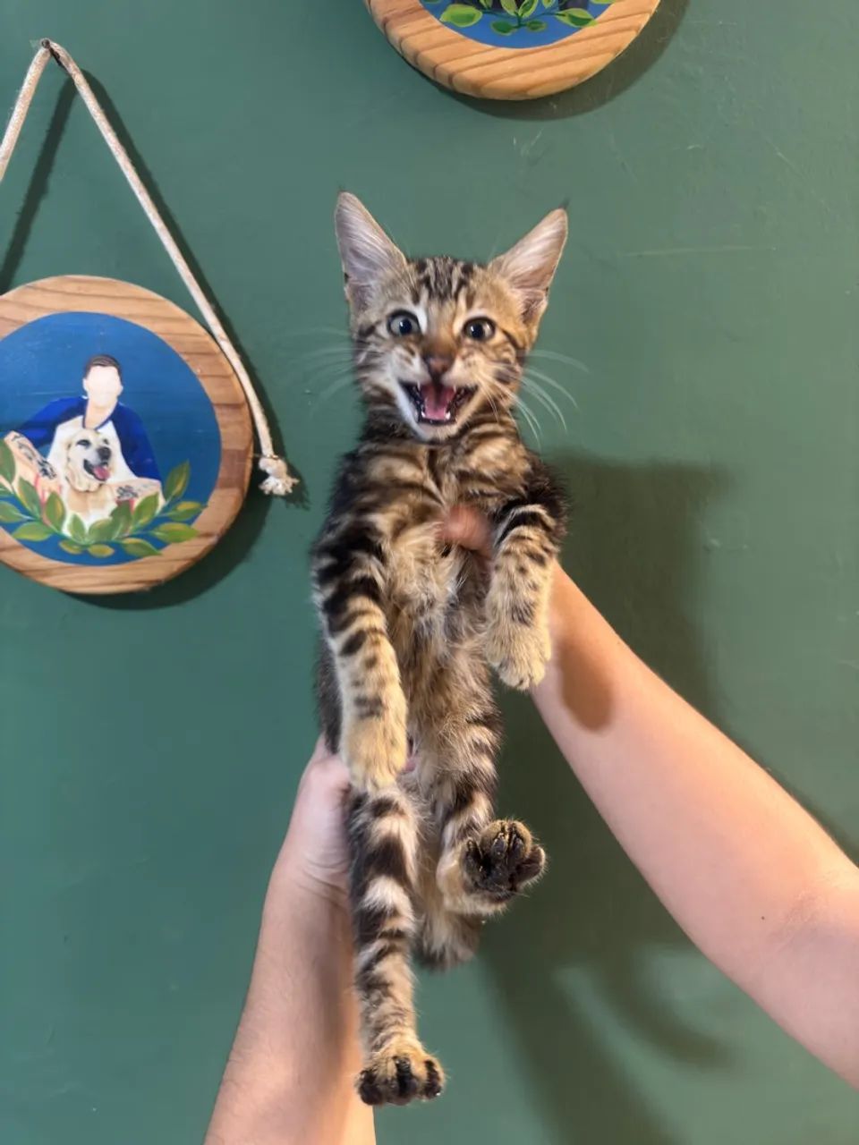 Bengal  - Foto 4