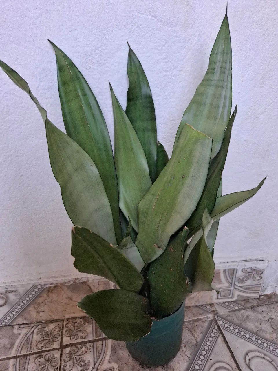 Plantas  - Foto 2