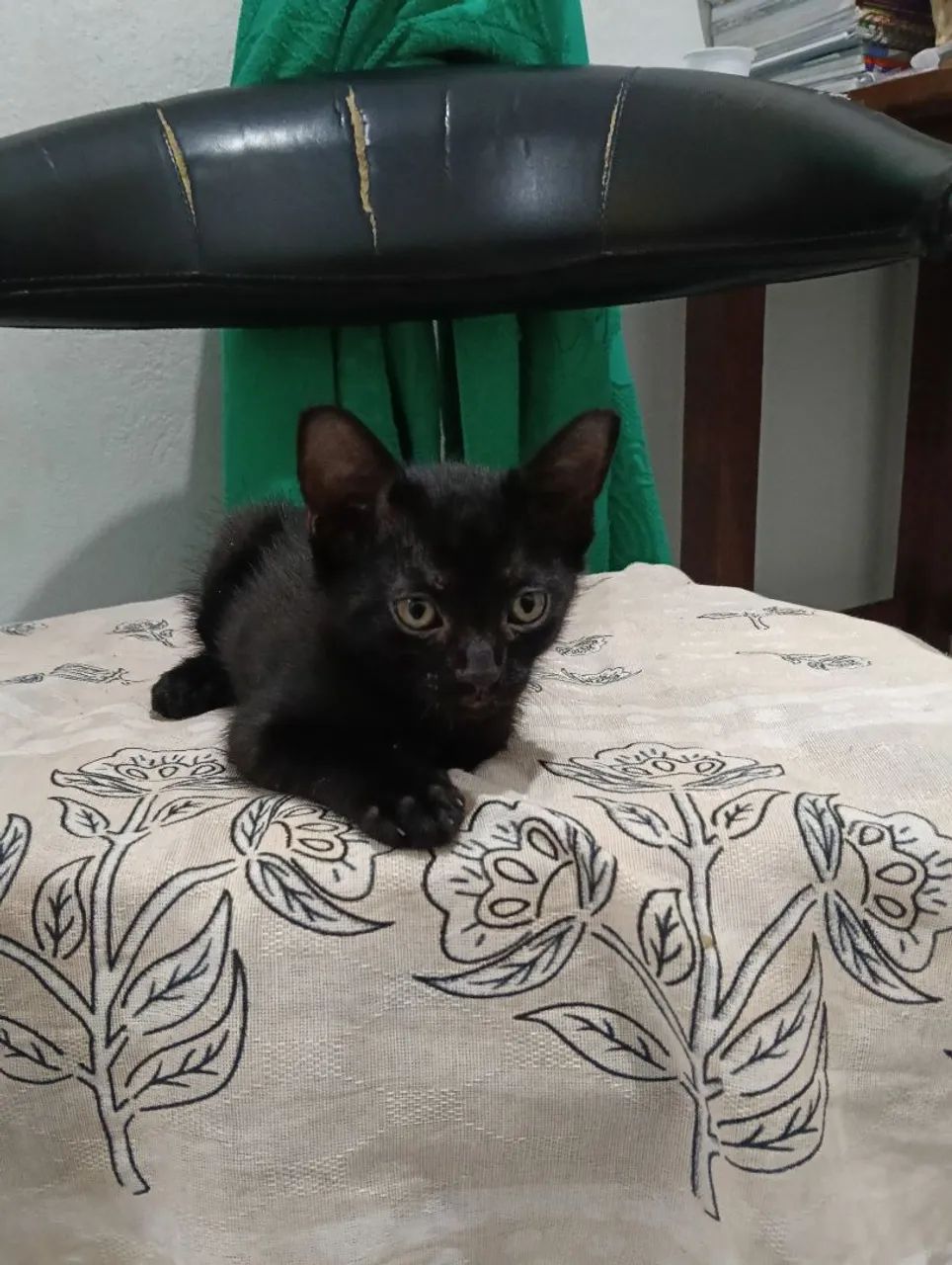 Doação de Gato 