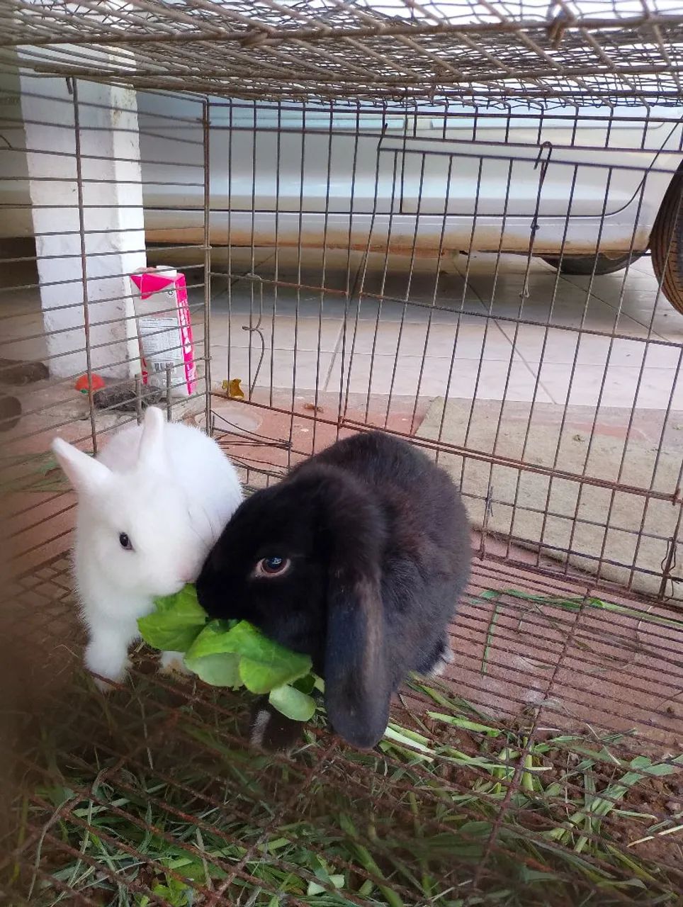 Vende-se mini coelhas - Foto 4