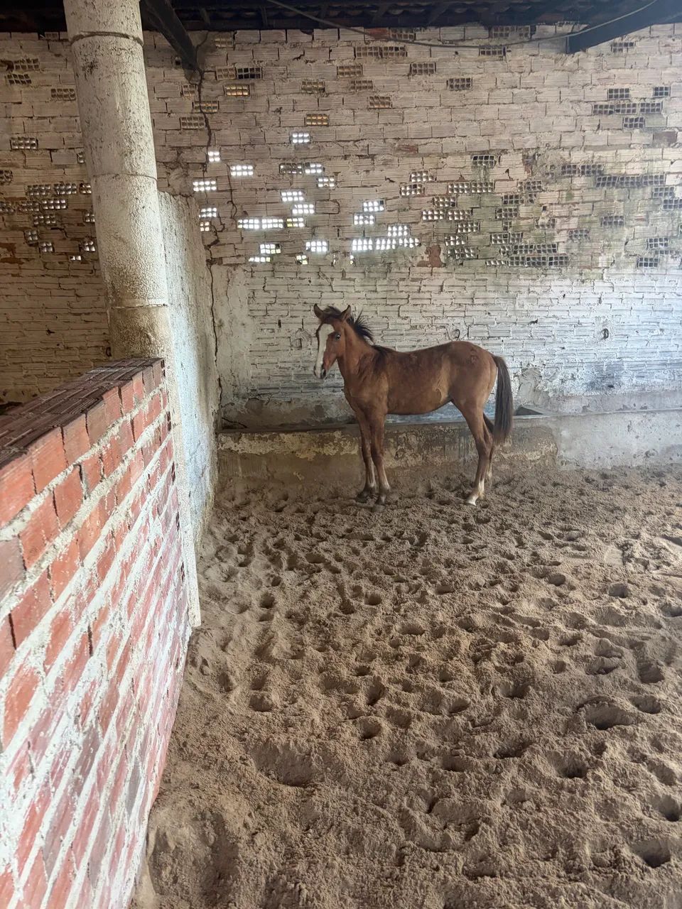 Potro Quarto de milha 