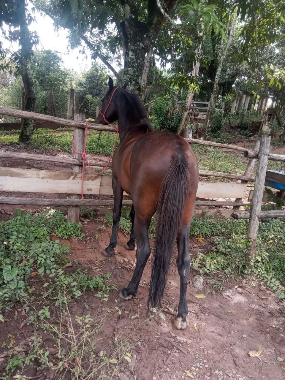 Cavalo registrado manga larga marchador  - Foto 5