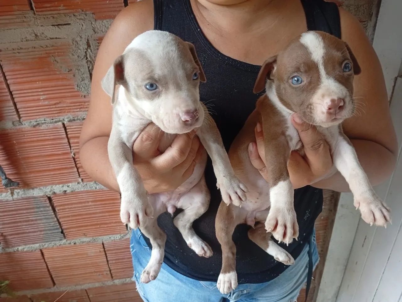 Filhotes de Pitbull  - Foto 2