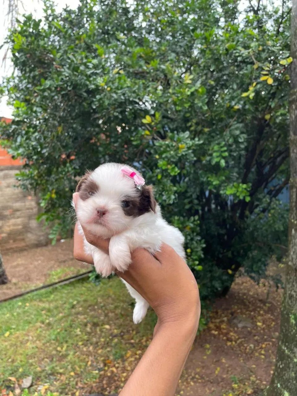Shihtzu Micro de linhagem europeia branco e chocolate  - Foto 4