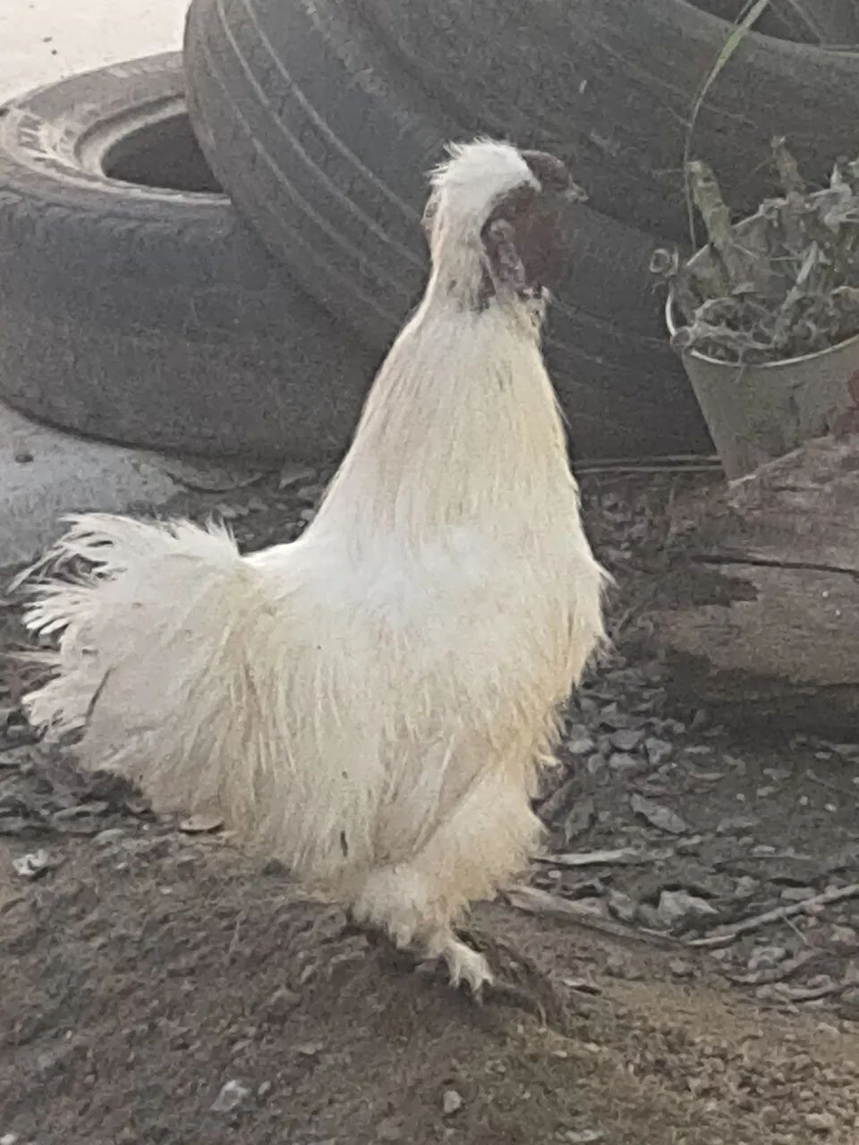 Galinhas Sedosa  - Foto 2