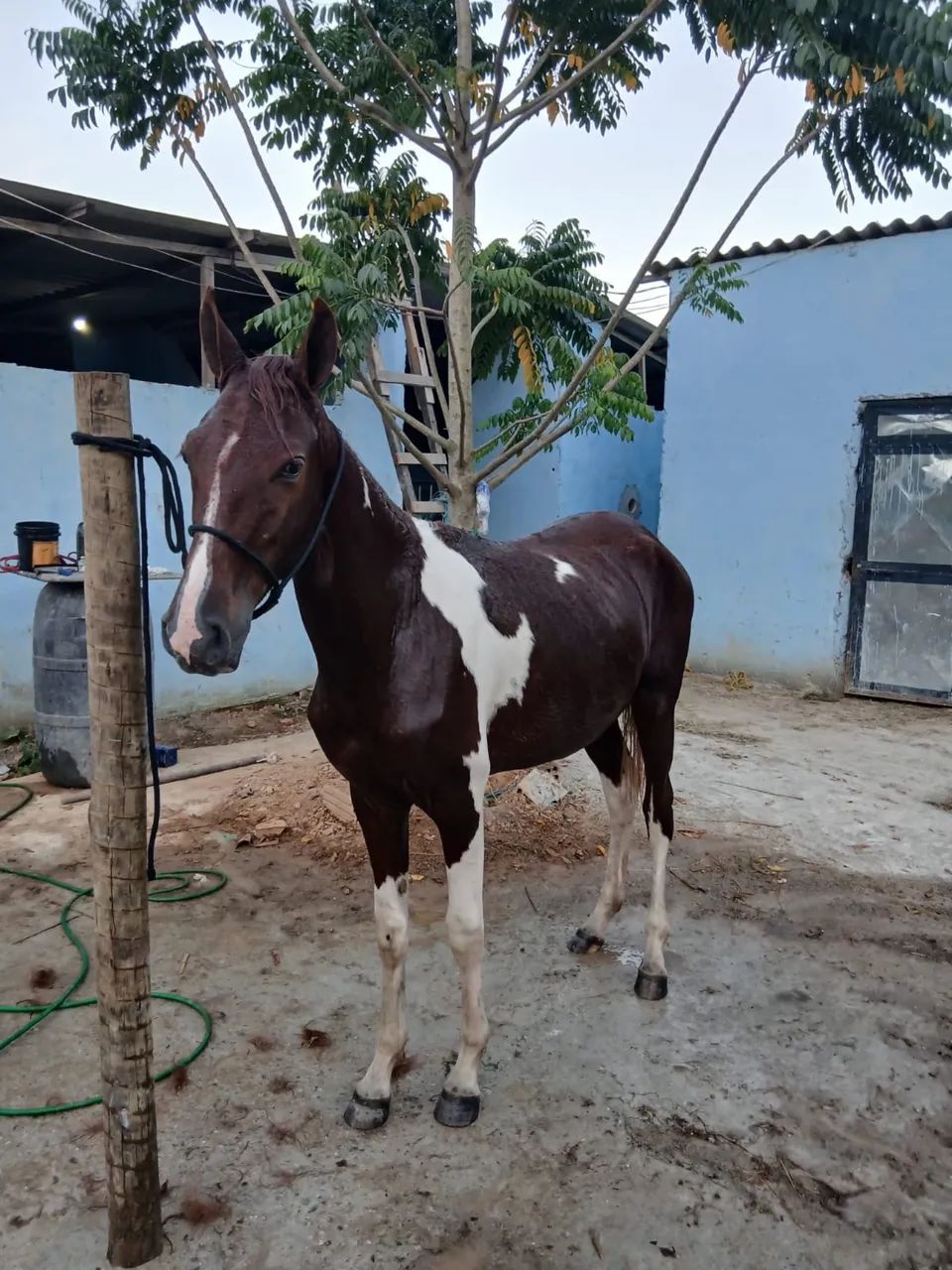 Potro Manga larga Filho de um cavalo máquina de picada .Registado