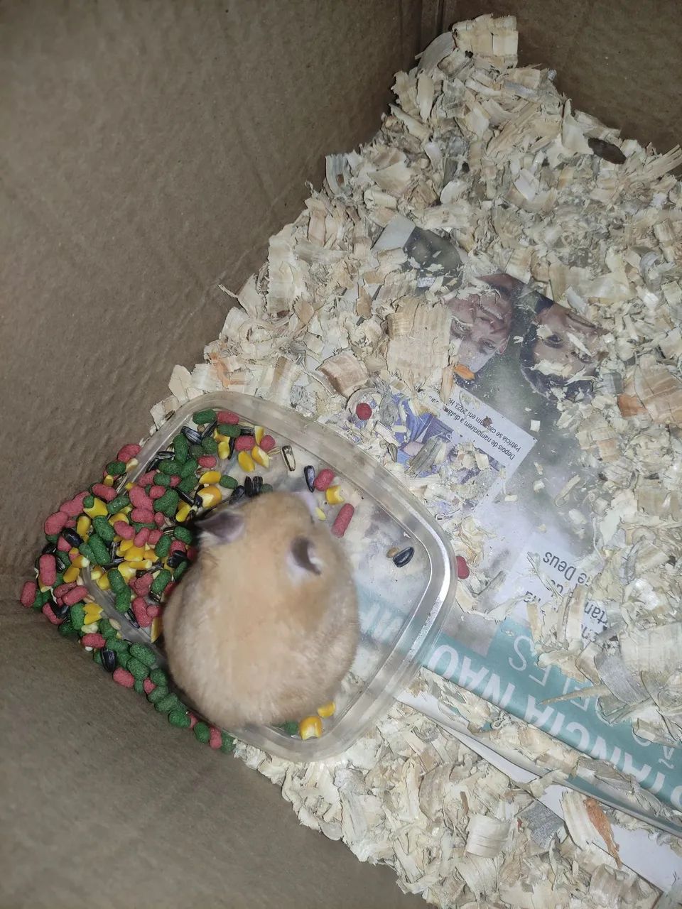 Vende se hamster - Foto 2