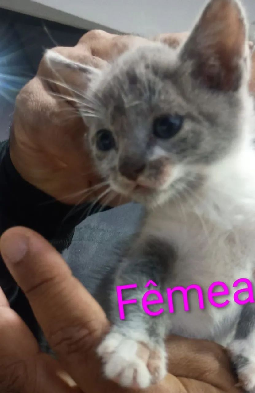 Gatinhos para doação  - Foto 5
