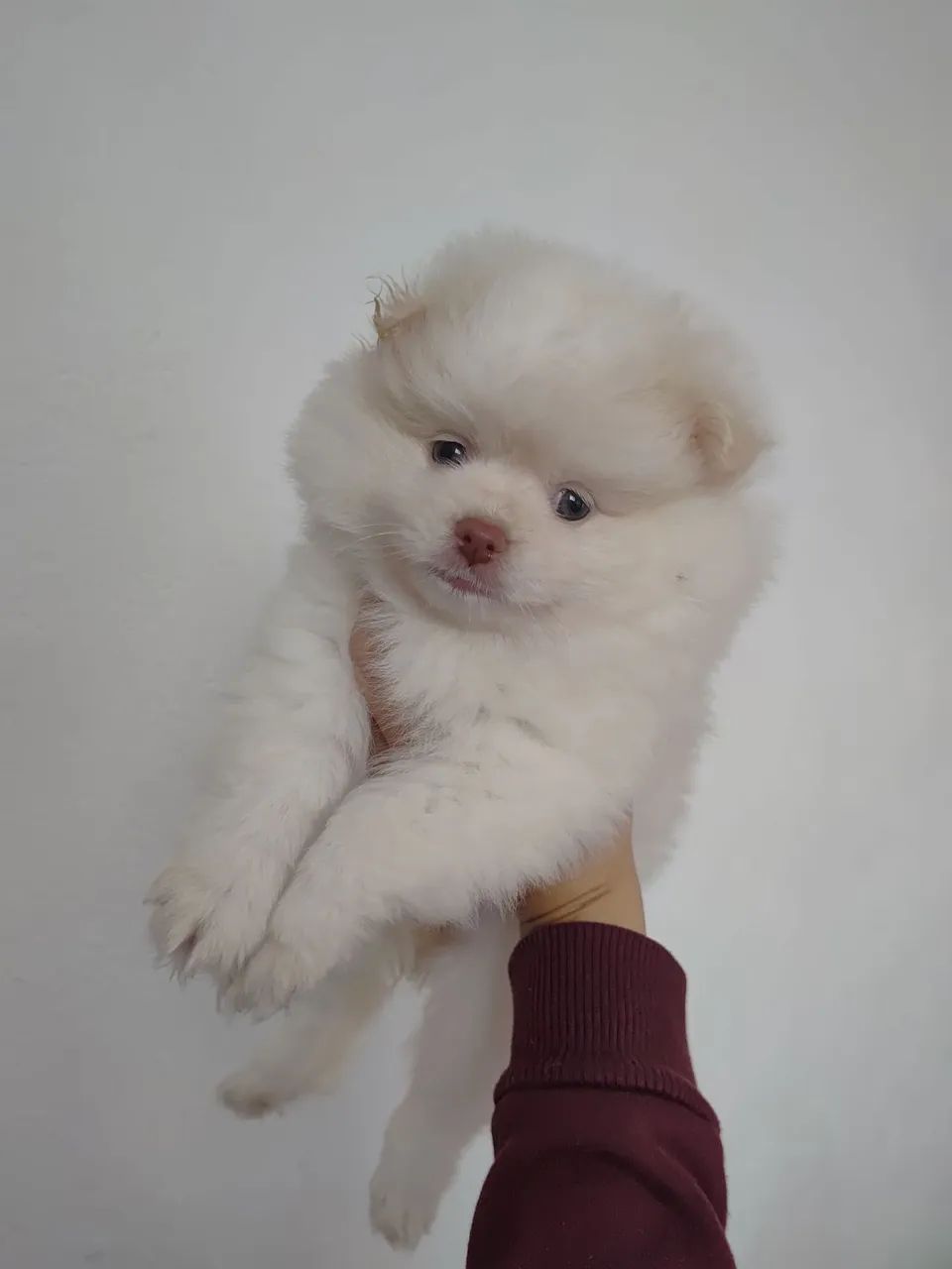 Filhote Spitz Alemão  - Foto 2