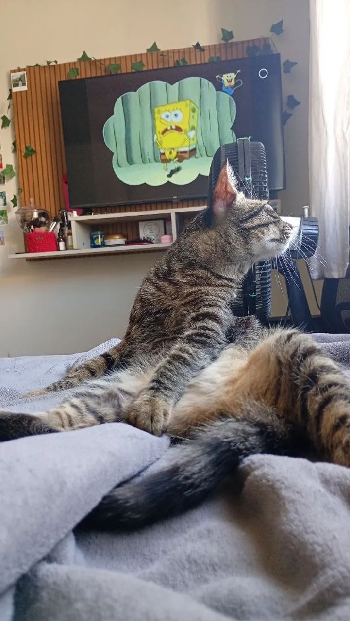 Adoção de gatinho  - Foto 4