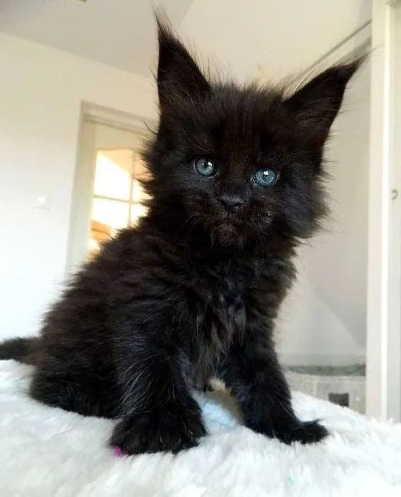 Filhotes Maine Coon  - Foto 3