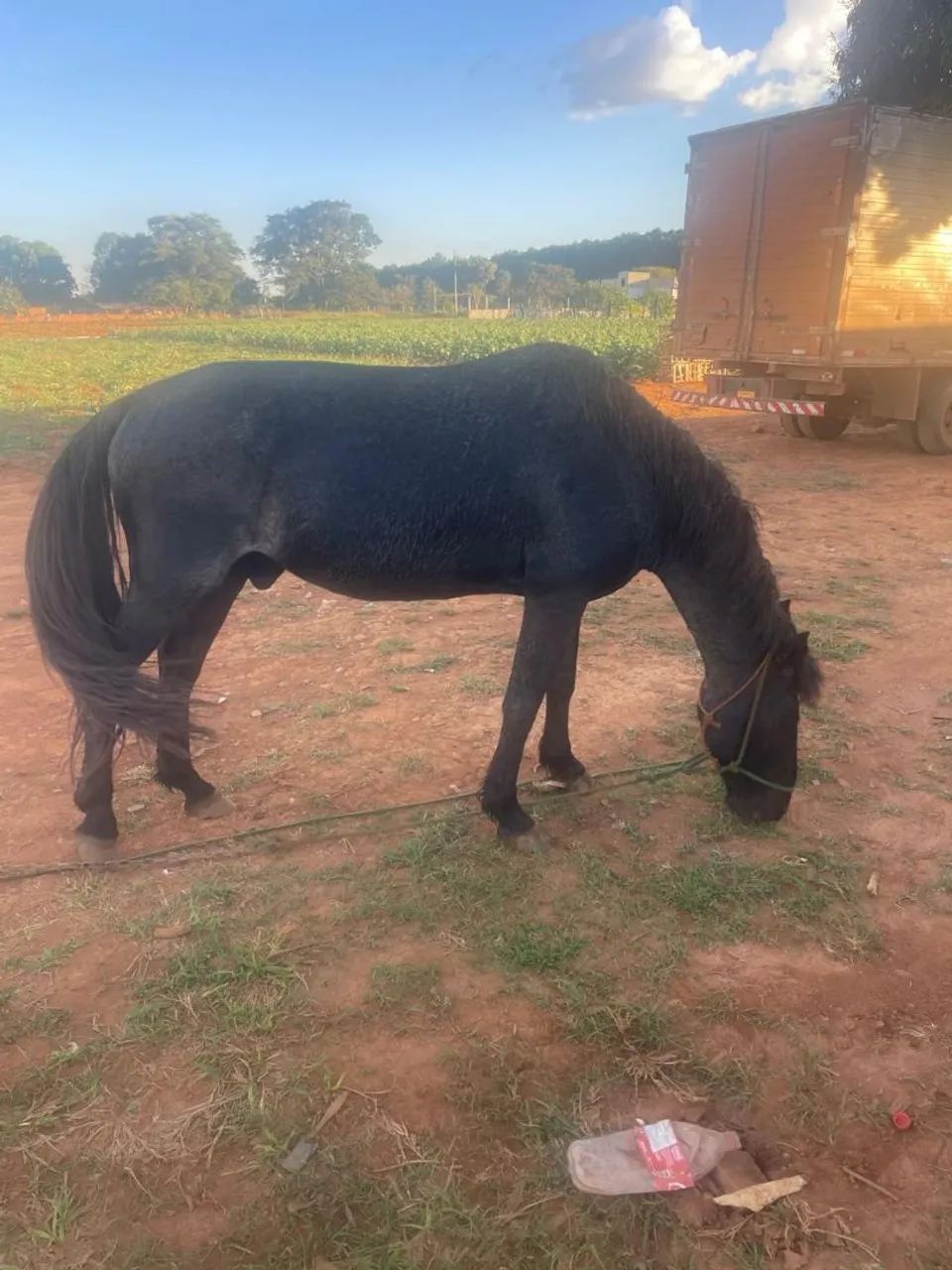 Cavalo - Foto 4