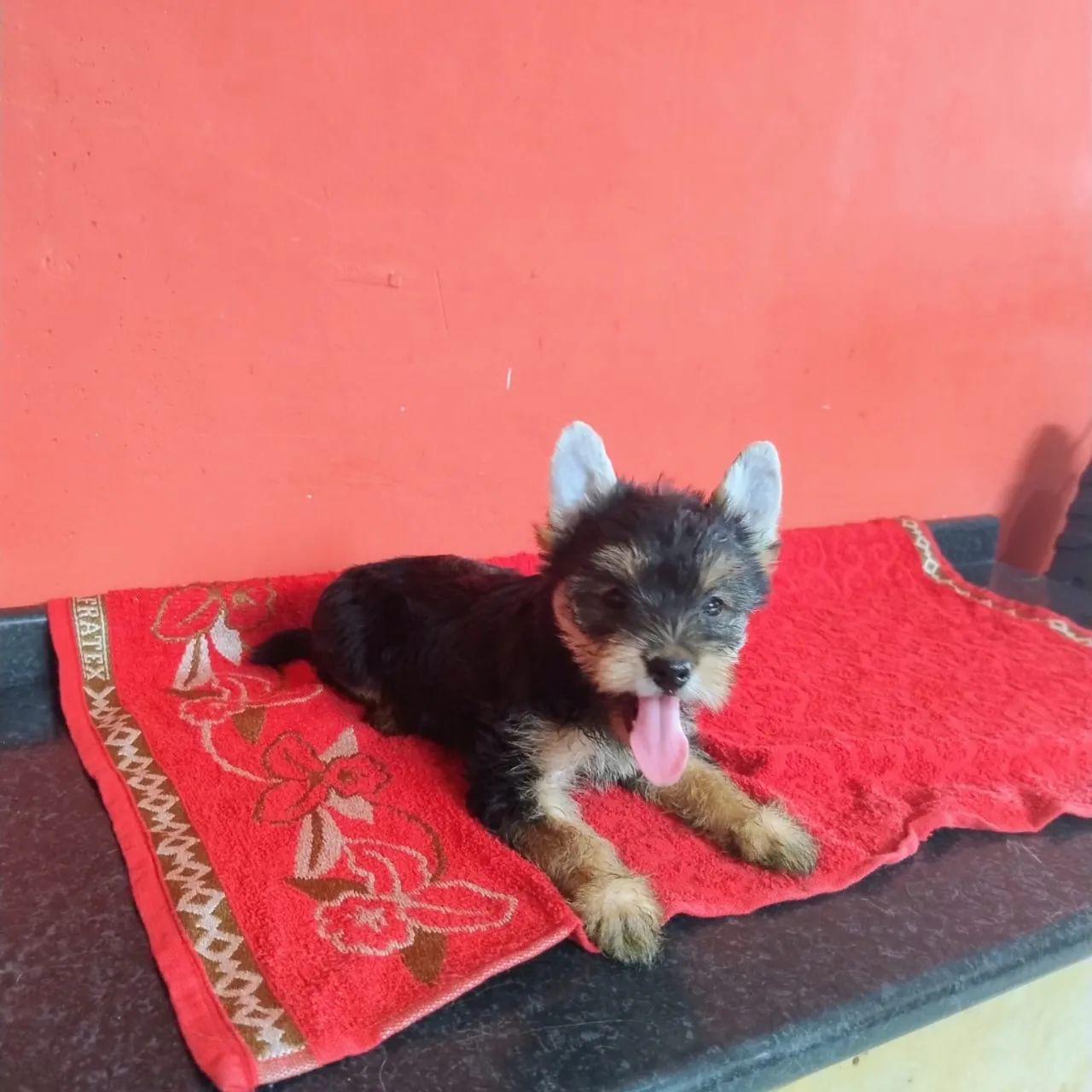 Yorkshire Terrier - Foto 3