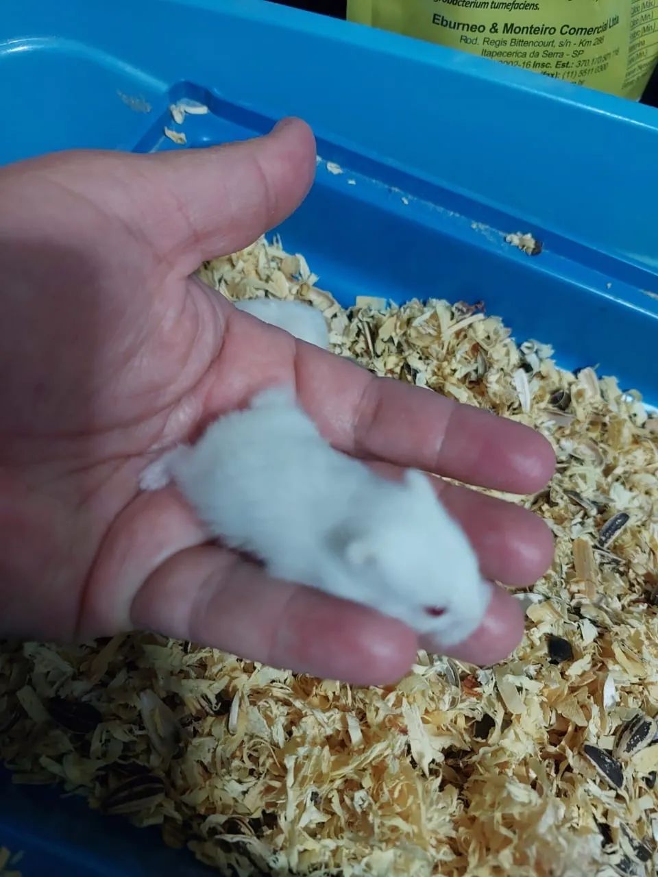 Hamster anao russo albino  - Foto 2