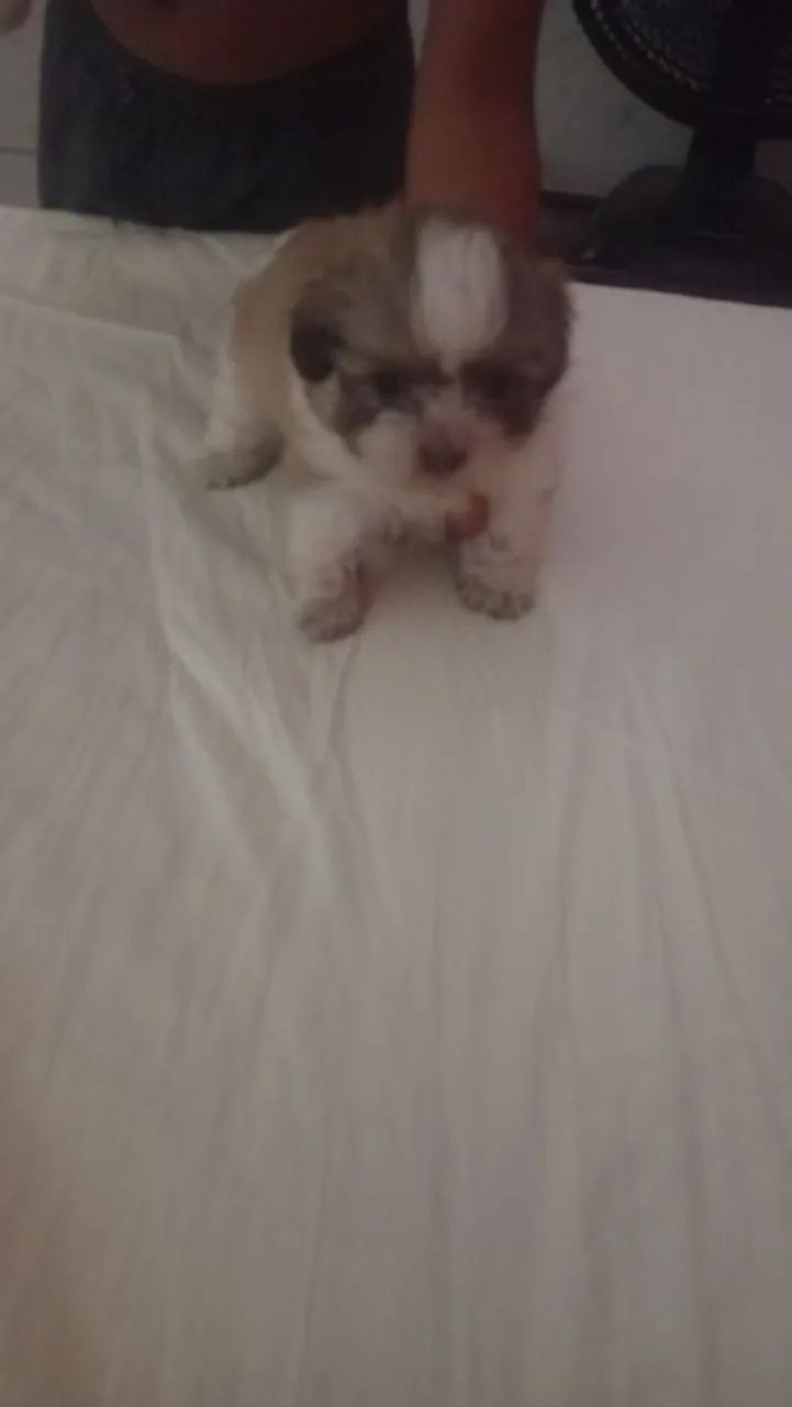 Cachorro macho Shitzu  - Foto 3