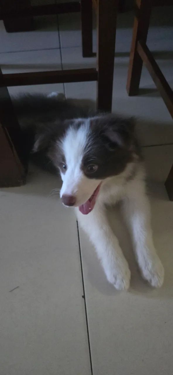 Border Collie  - Foto 2