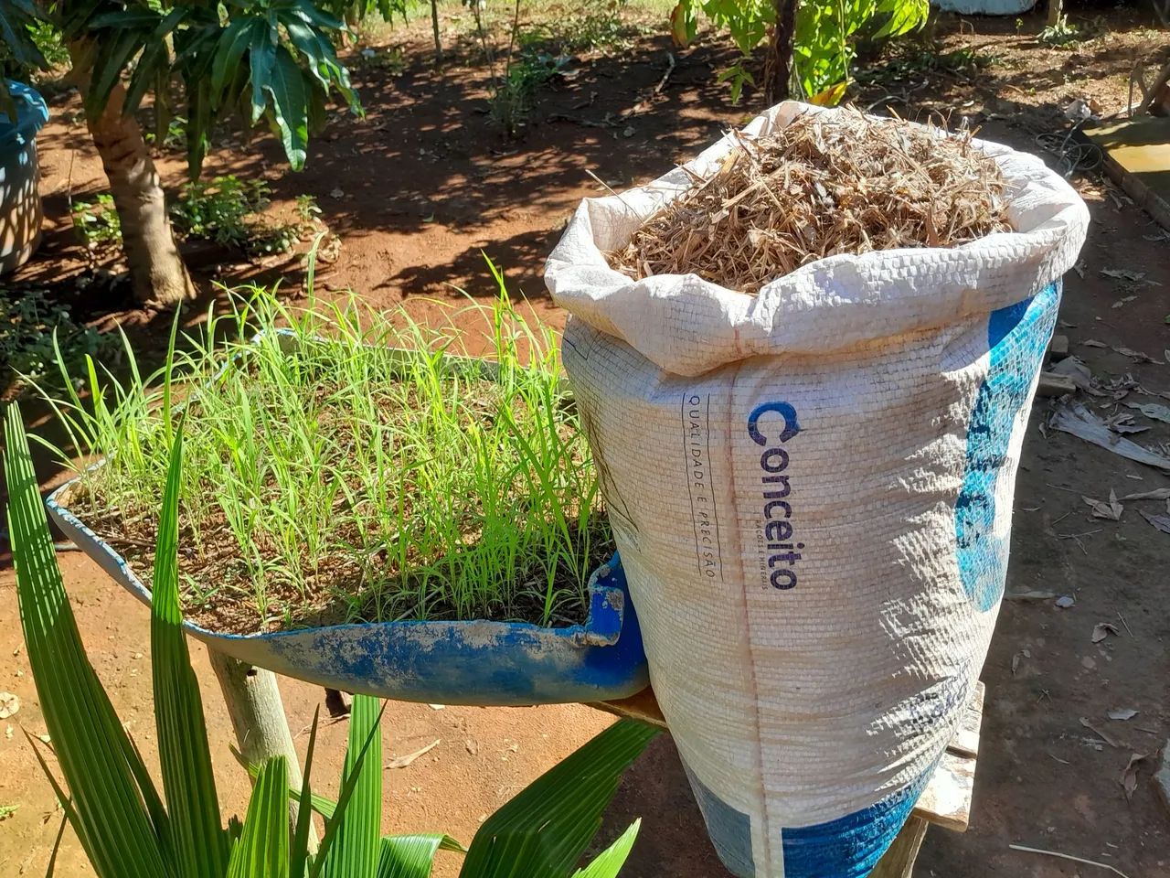 VENDE SEMENTE DE CAPIM ANDROPOGON 30REAIS O SACO  - Foto 3