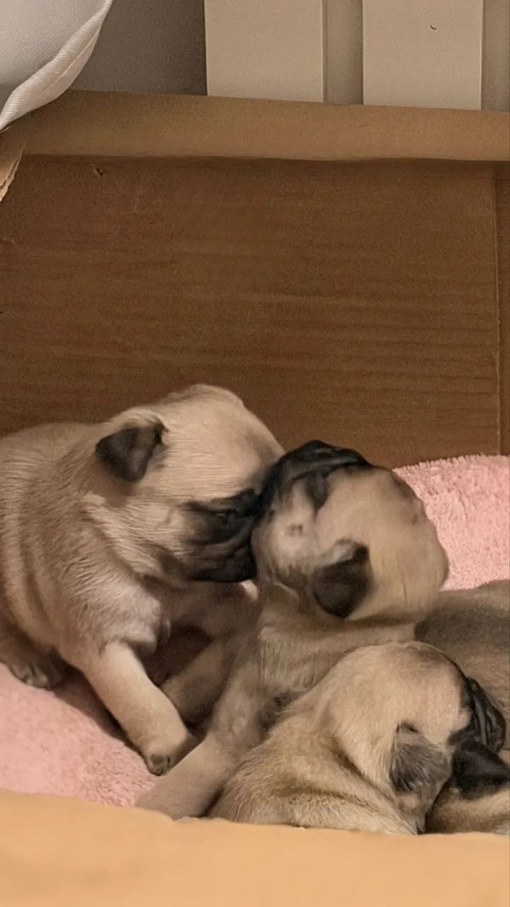 Filhotes de pug - Foto 2
