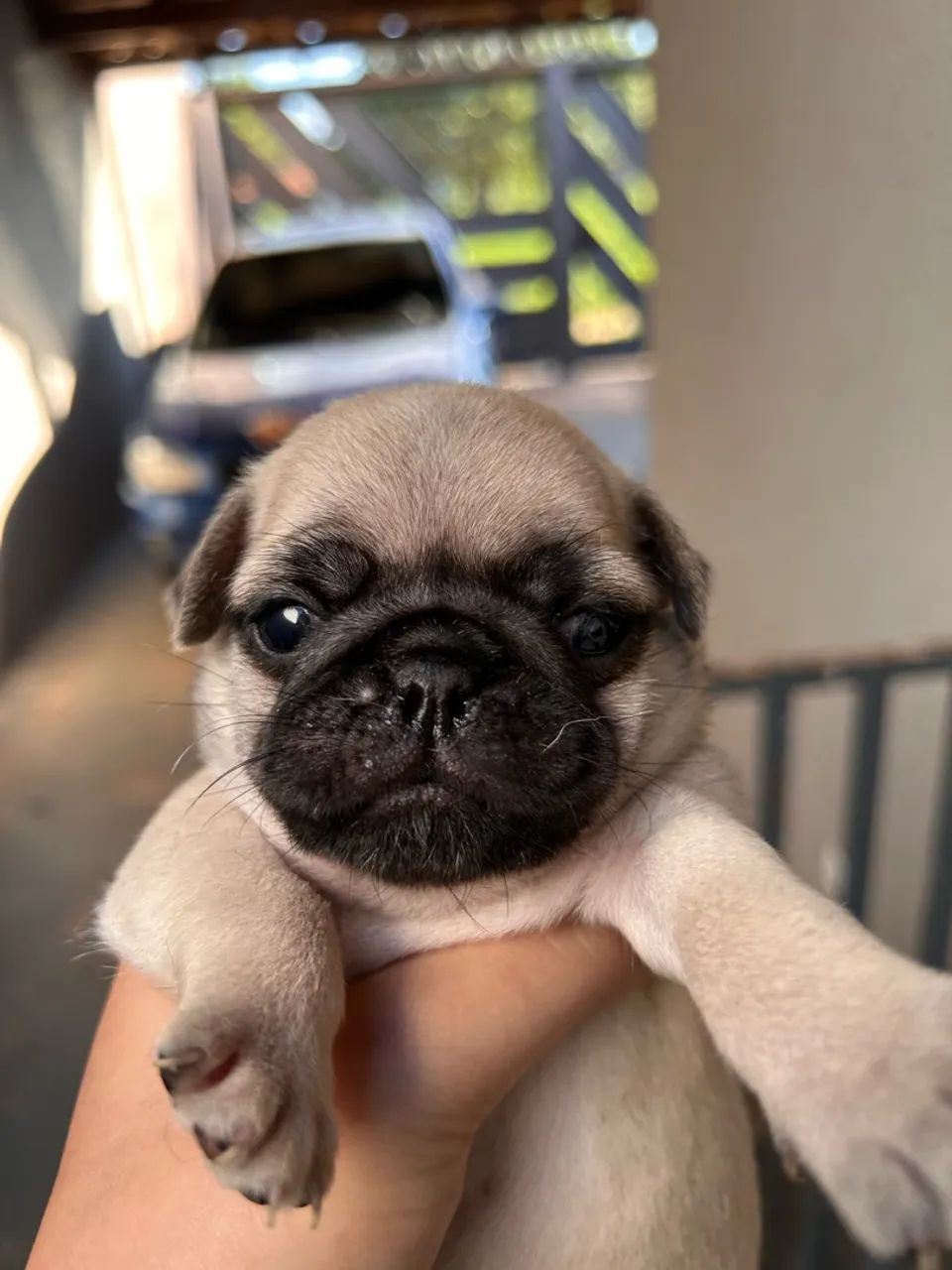 Filhotes de pug