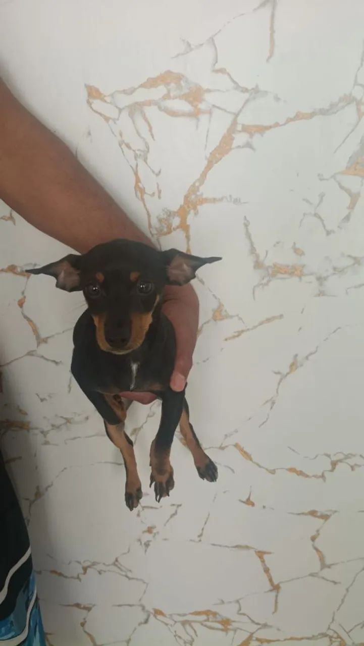 cachorro pinscher