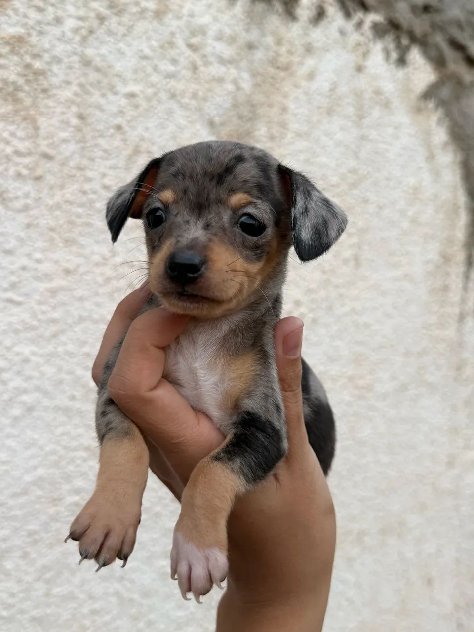 Pinscher macho merle - Foto 2