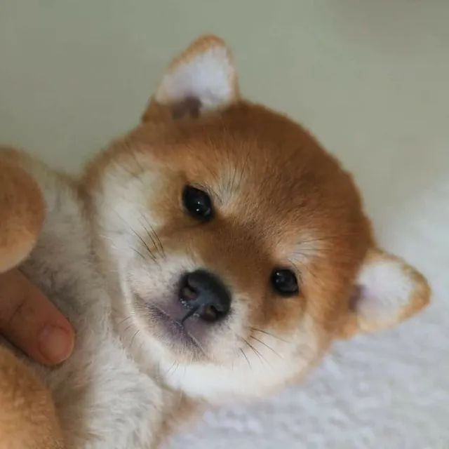 Shiba Inu