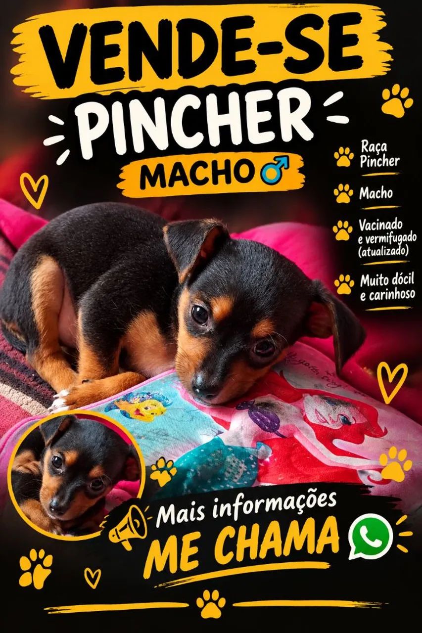 Pinscher  macho 