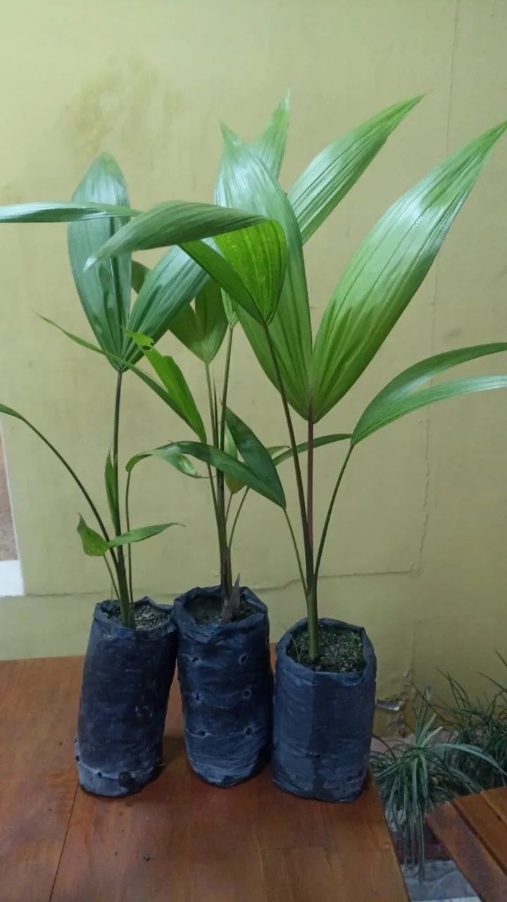 Mudas de Açaí