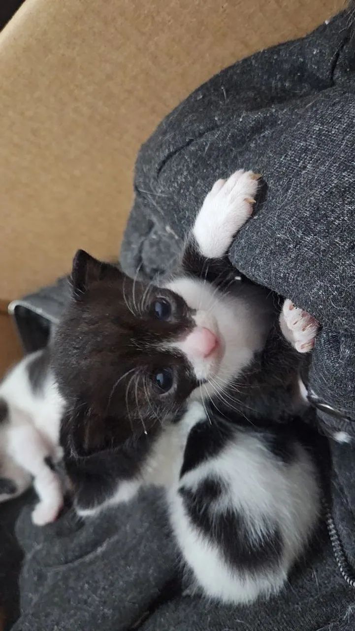 Doando gatos - Foto 4