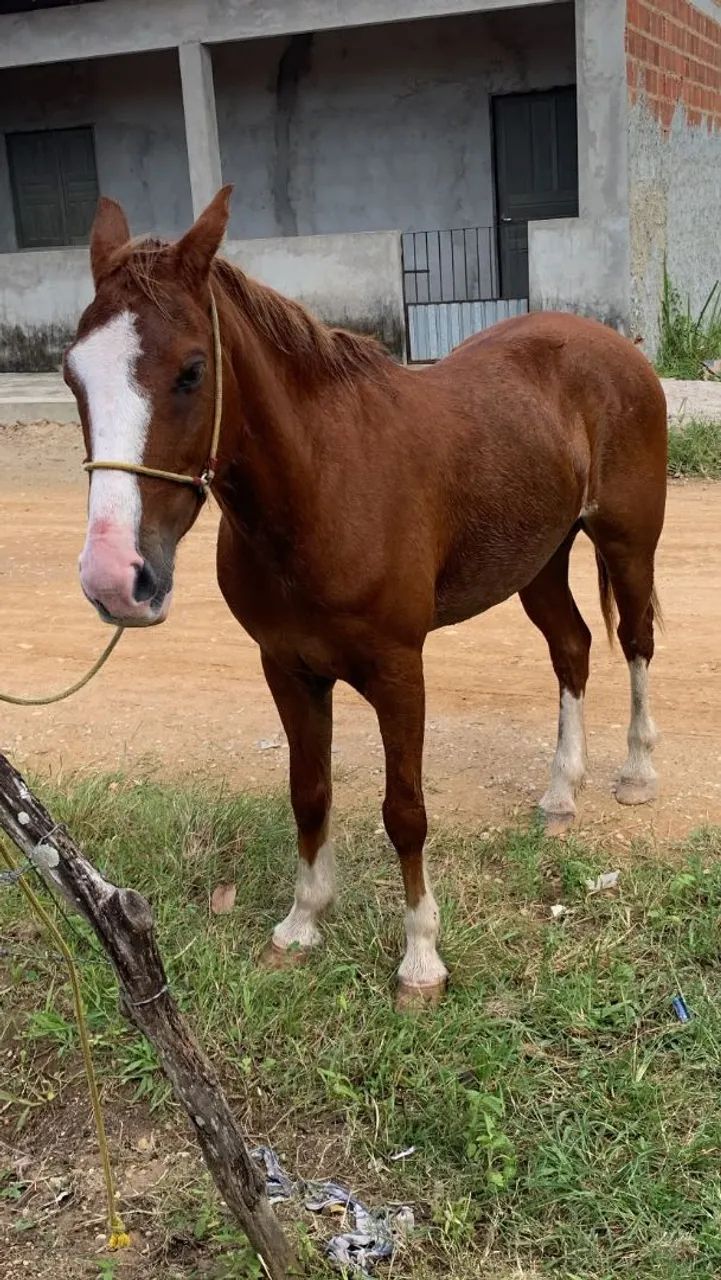 Vendo cavalo ?