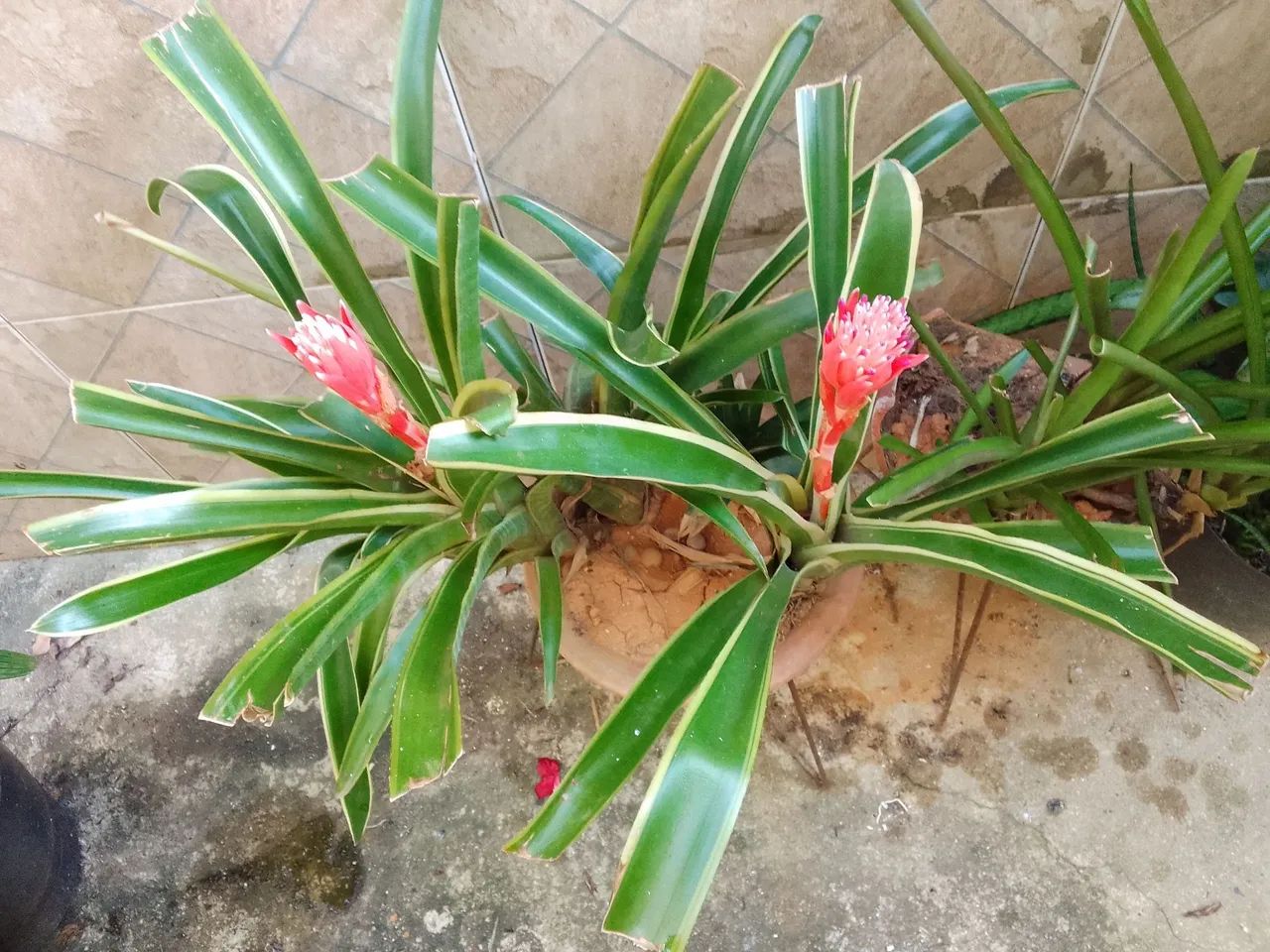Planta: Bromélia variegata (Neoregelia ou Aechmea) - Foto 4