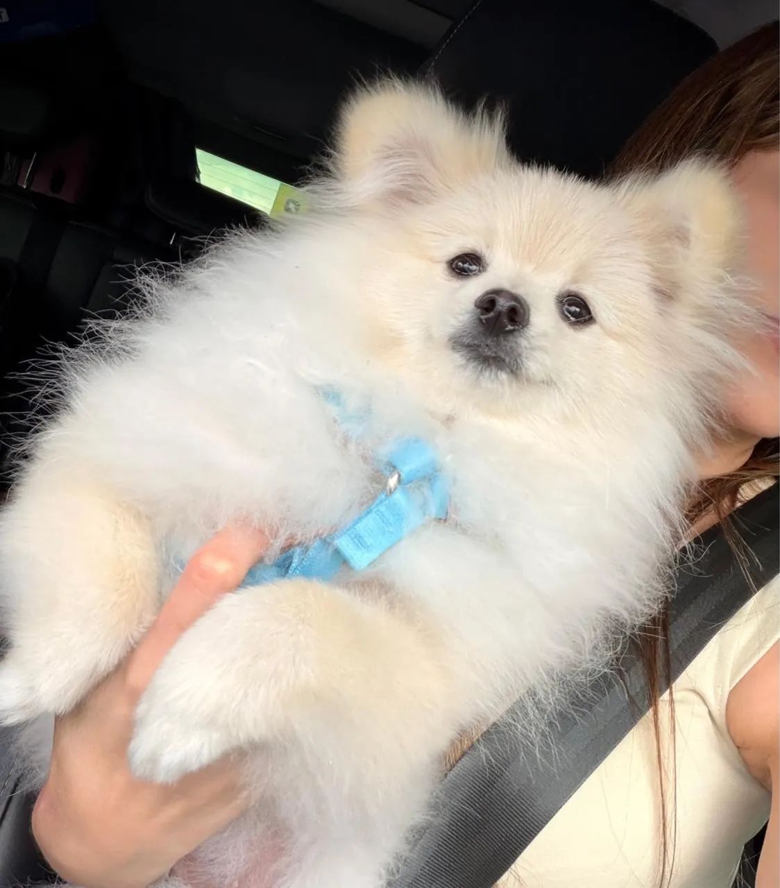 Spitz alemão 1 ano