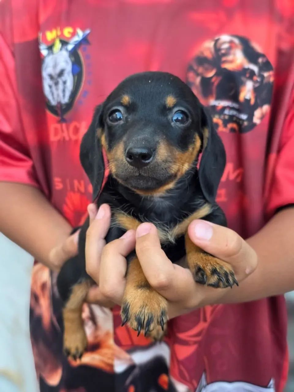 Dachshund  - Foto 3