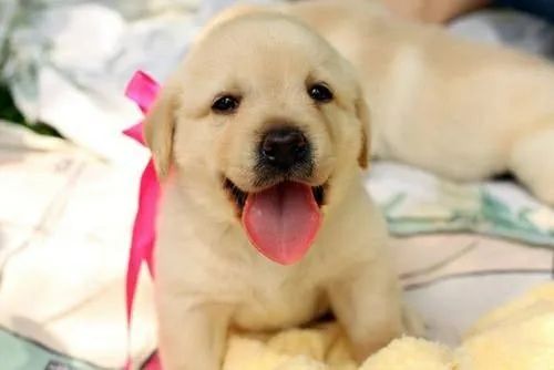 Belos filhotes de labrador 